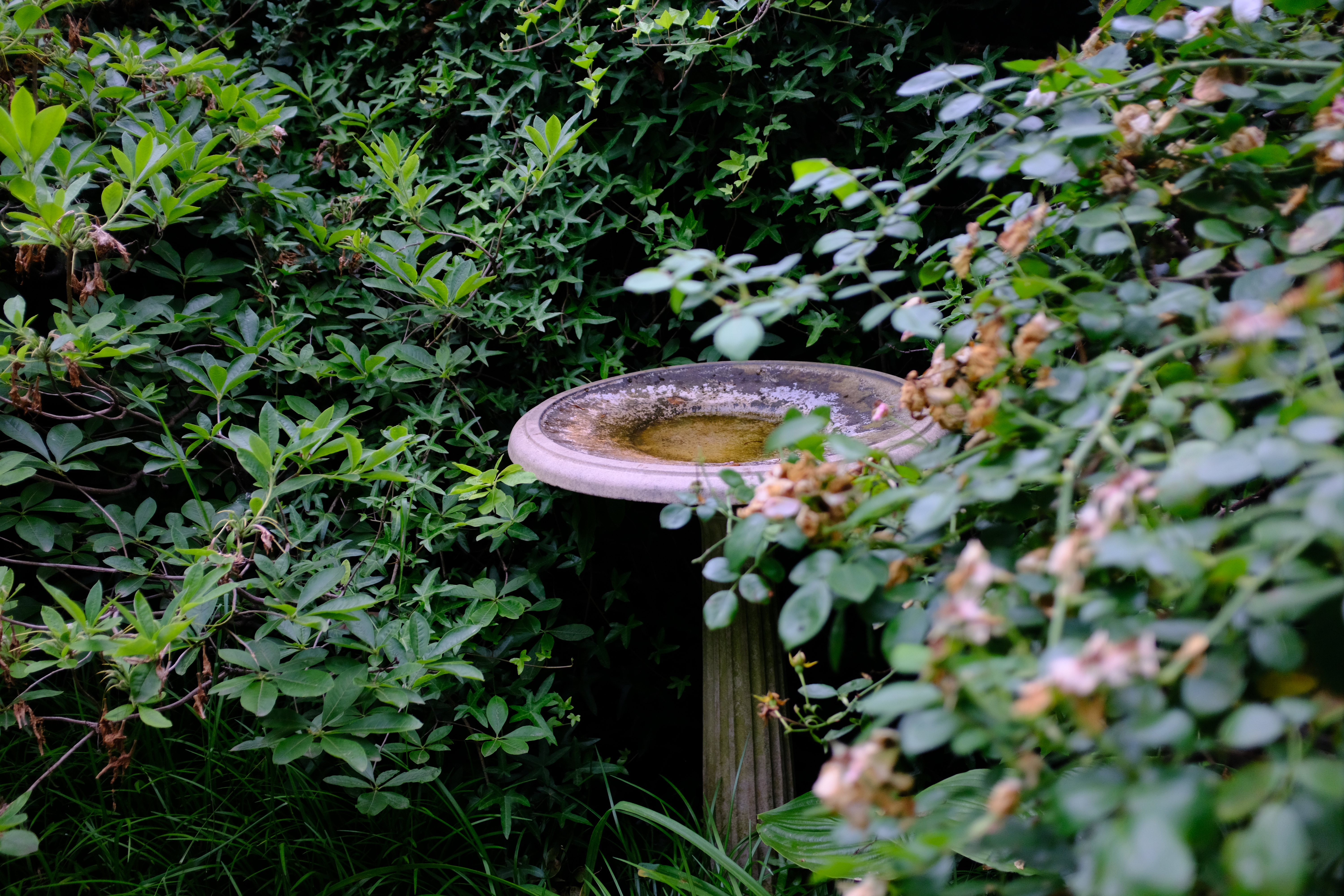 Old stone fountain hidden behind bushes.