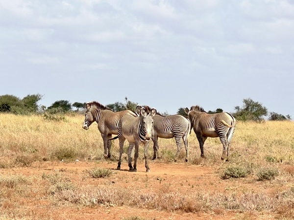 Four Grevy’s zebras on the savannah